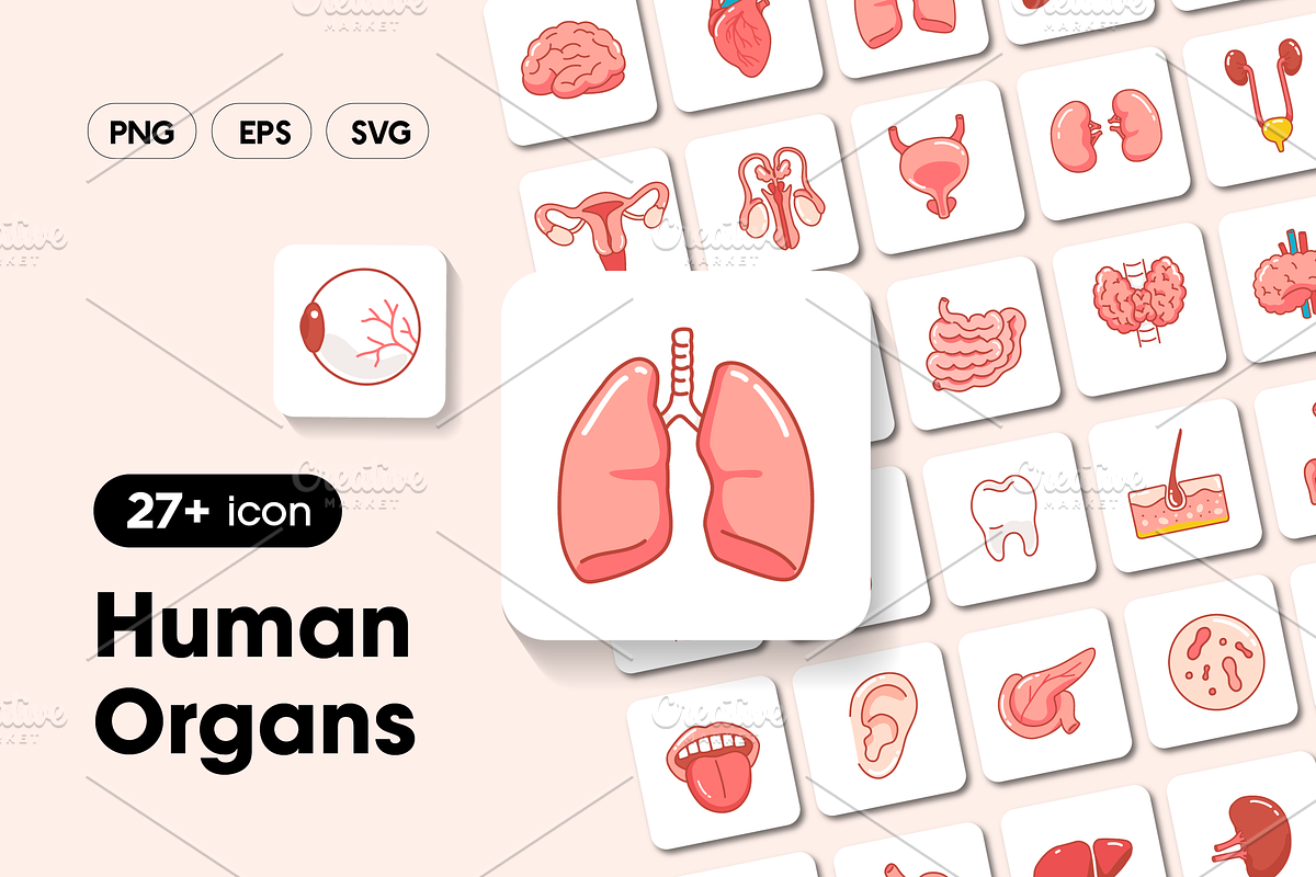 Human Organs Icon Set, an Outline Icon by Sinando Studio (Photo 1 of 3)