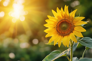 Bright sunflower blooming in a sunli, a Photo by Iftikhar Alam