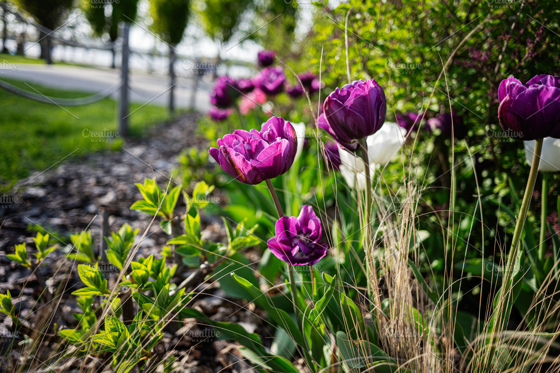 Vibrant purple and white tulips blooming in a lush park garden scene, a Photo by AS photostudio