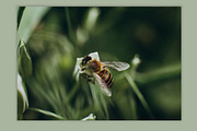 Spring macro collection, a Nature Photo by akovtun (Thumbnail 6 of 7)