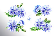 Chicory. Watercolor collection, a Food Illustration by Daria Ustiugova (Thumbnail 2 of 9)