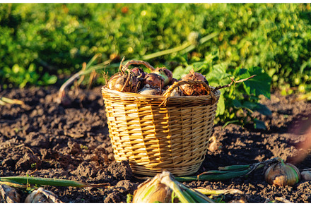 Onion harvest in the garden, a Food & Drink Photo by yanadjana