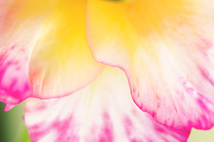 A Drop On Broccoli Leaf preview 5