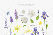 Essential Oils Botanical watercolor, a Healthcare Illustration by Volha Studio (Thumbnail 3 of 11)
