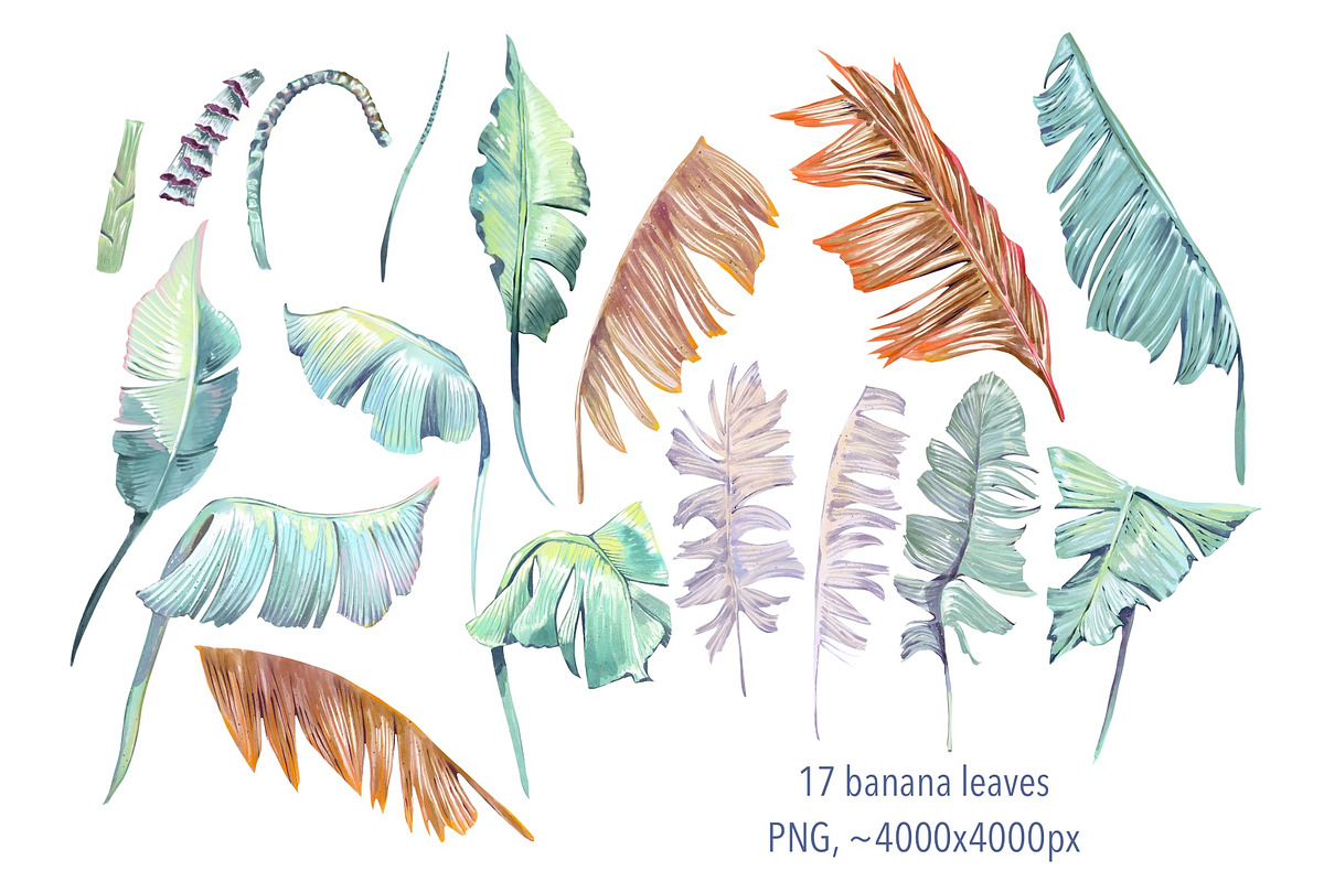 Banana blossom plants Watercolor set, an Illustration by Shabbypie (Photo 4 of 13)
