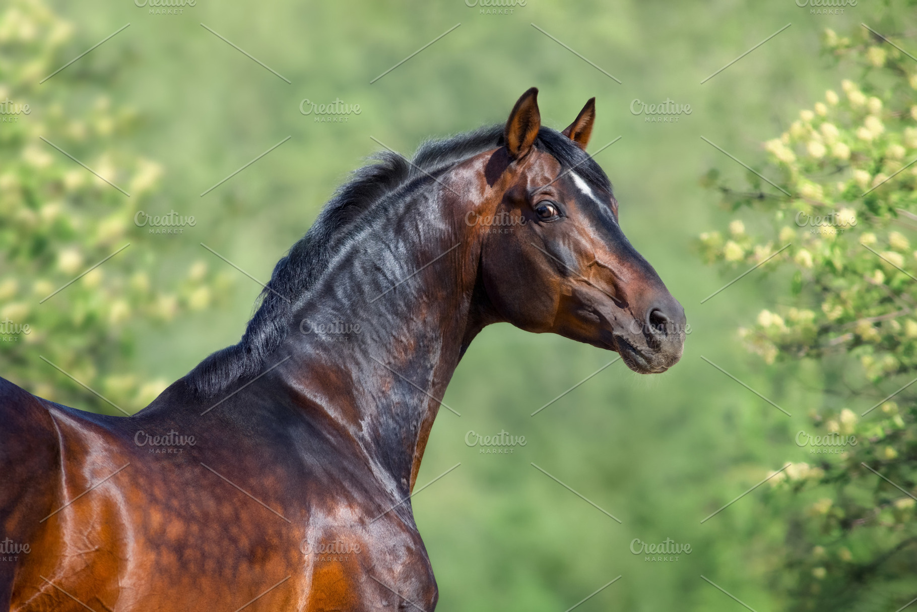Portrait of bay horse, an Animal Photo by Horses and Dogs