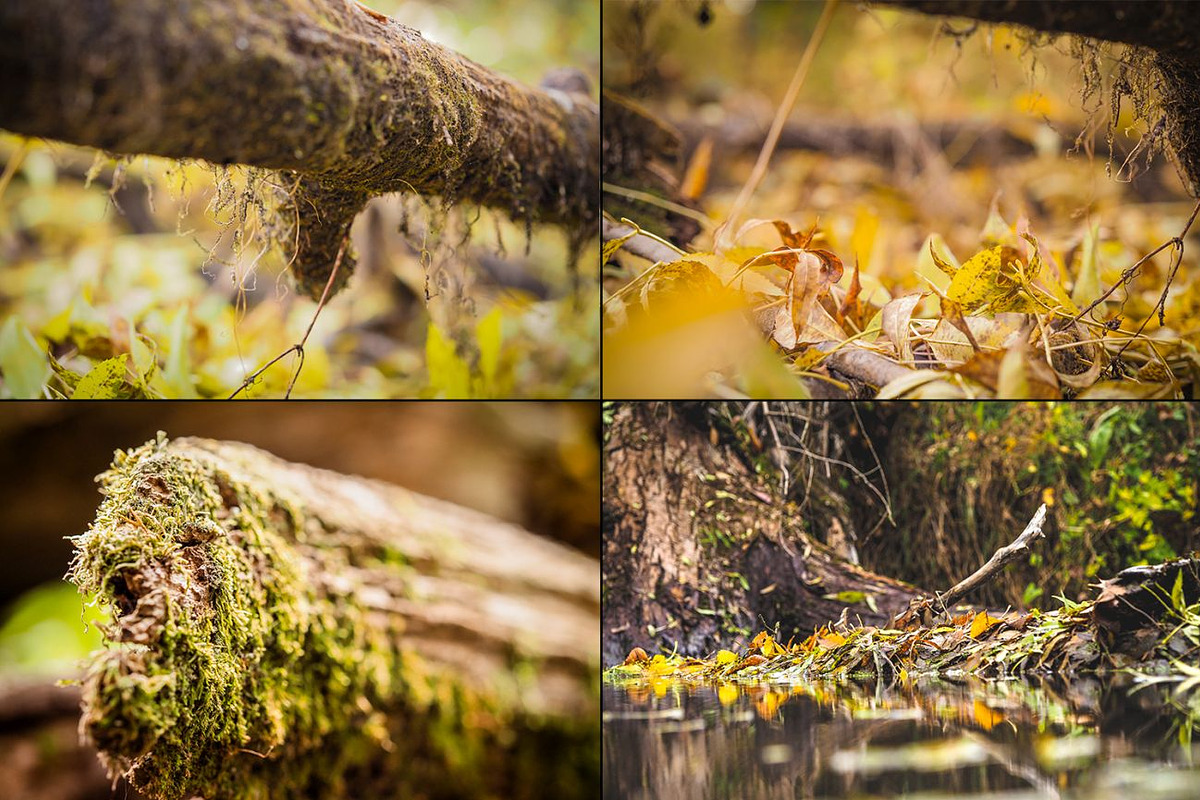 Bundle fall photos /240+pics, a Templates & Theme by tydla (Photo 7 of 11)