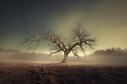 48 Dying Tree Images, a Nature Photo by h.utomo (Thumbnail 25 of 48)