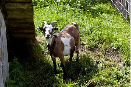 Goat standing in lush green grass