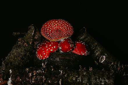 Amanita mushrooms in a pot among logs with moss on a dark gloomy background. Ha, a Food & Drink Photo by sabyna75