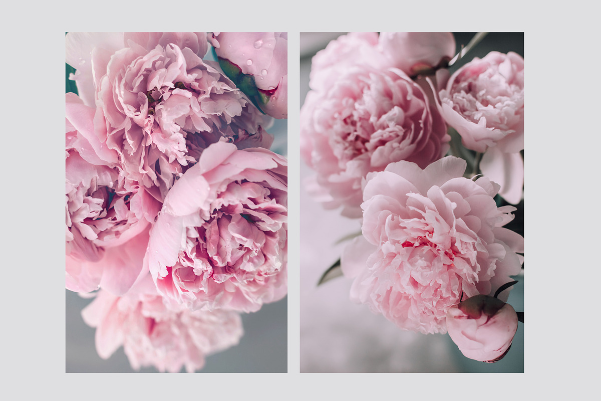 Pink Peonies Collection, an Arts & Entertainment Photo by Anntuan (Photo 3 of 10)