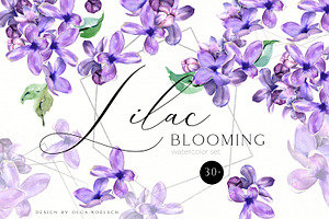 Sale 50% Lilac Blooming Spring