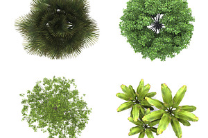 Tree in top view white background containing abstract, aerial, and