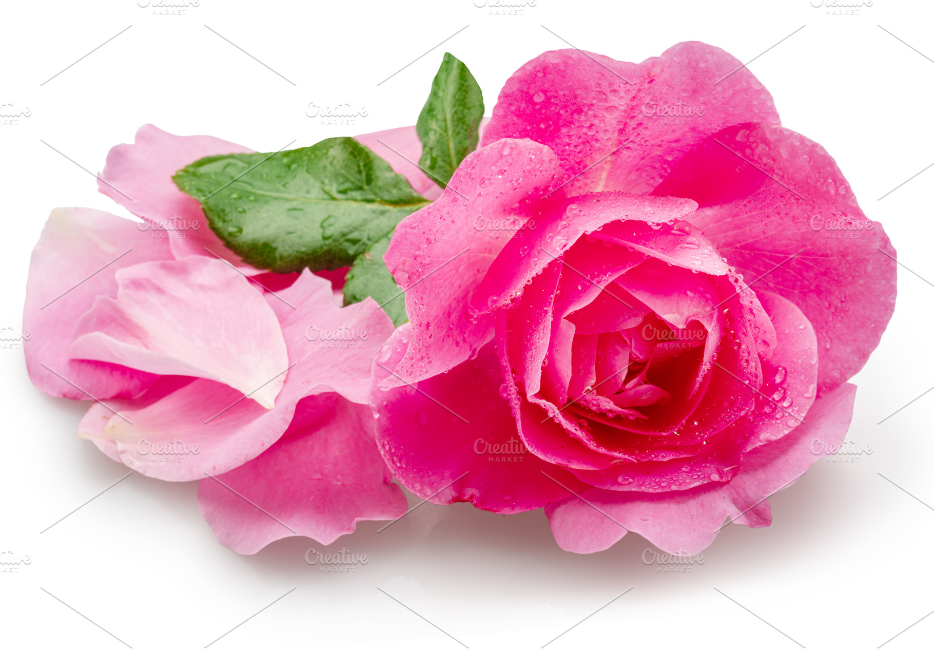 Opened pink rose or Bulgarian rose covered with water drops and, a Food & Drink Photo by Volff