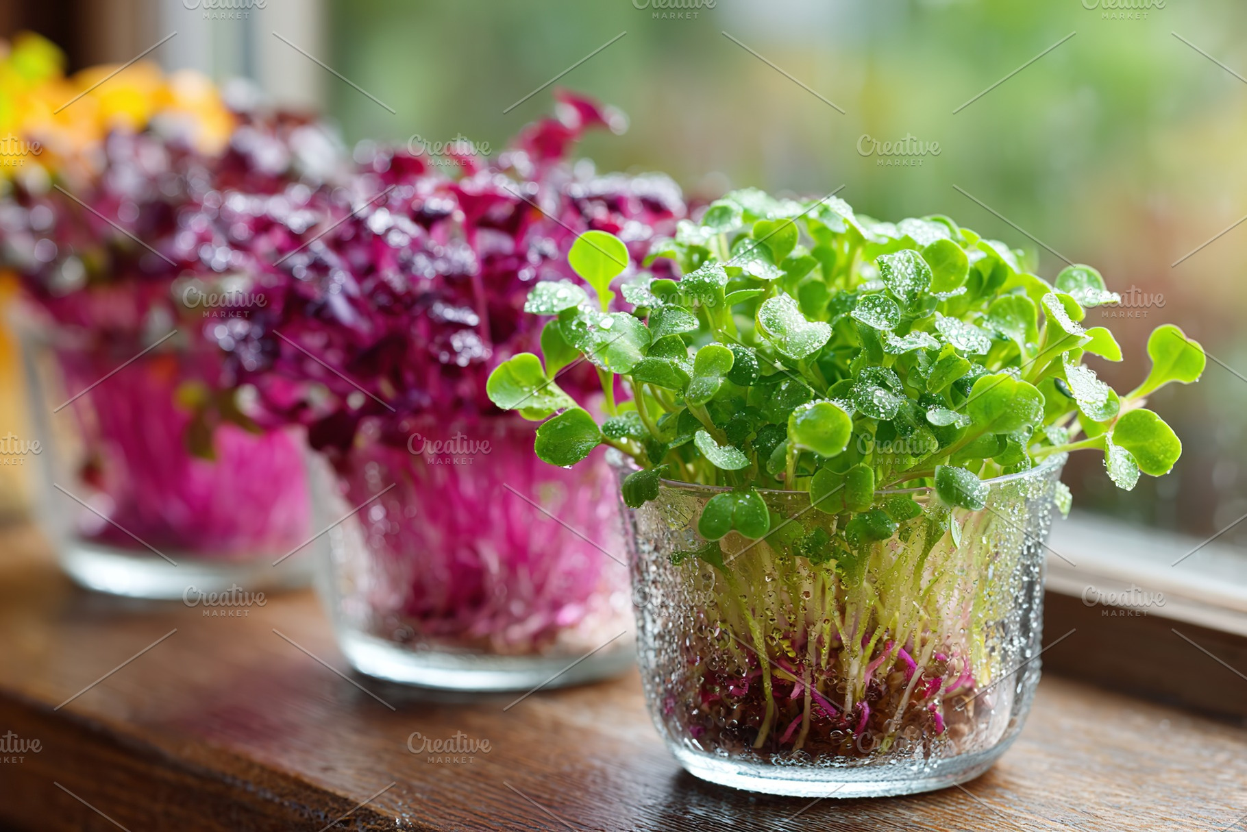 Microgreens flourishing on a kitchen counter with sunlight highlighting vibrant, a Food & Drink Photo by AlyaAnd
