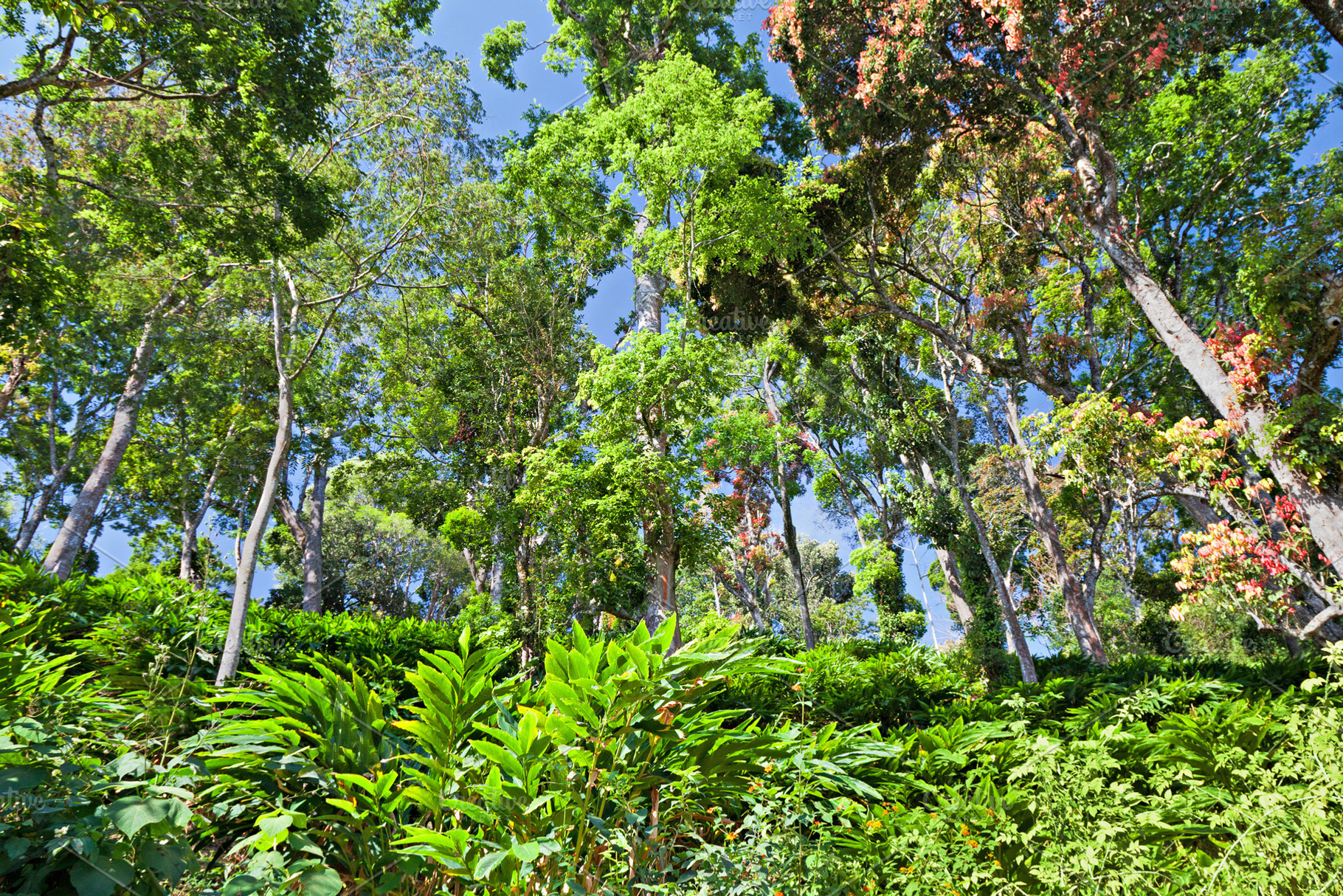Deep tropical forest, a Photo by saiko3p