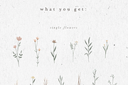 WILDFLOWER ILLUSTRATION / png, an Illustration by KruthDesign (Thumbnail 2 of 4)