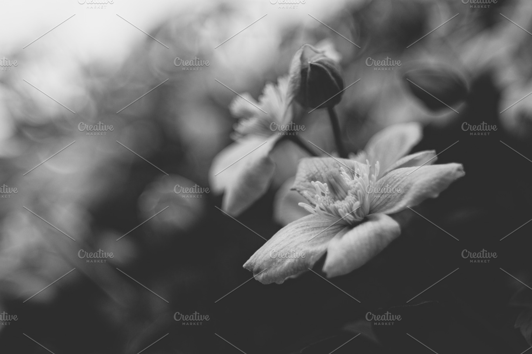 Flower containing flower, nature, and photography, a Nature Photo by Noteless Space