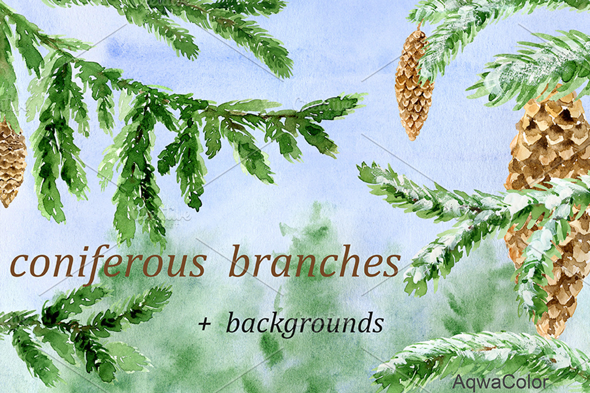 Conifer Branches Watercolor clipart, a Decorative Illustration by AqwaColor (Photo 1 of 3)