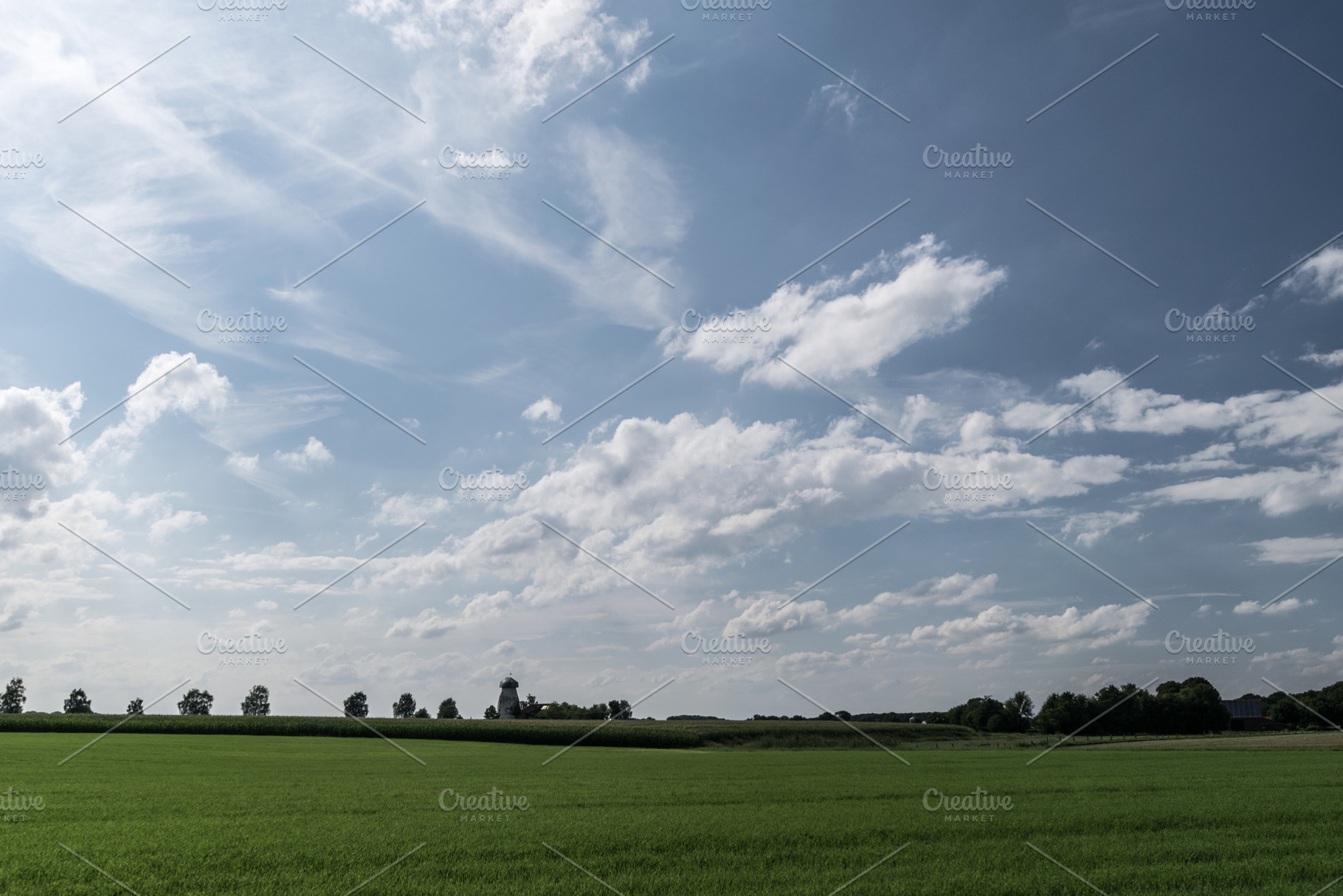 Lined up trees, a Nature Photo by Nex Apher