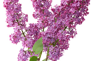 Bouquet of purple lilac flowers with green leaves, isolated back, a Nature Photo by ndanko