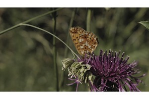 Butterfly Crawling On A Blossoming