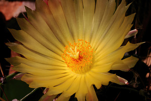 Parodia Cactus Blooming with Vibrant Yellow Petals, an Abstract Photo by Antonio Gravante Market