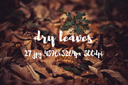 Dry leaves, a Templates & Theme by ApertureVintage (Thumbnail 8 of 16)