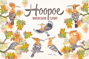 watercolor hoopoe bird clipart