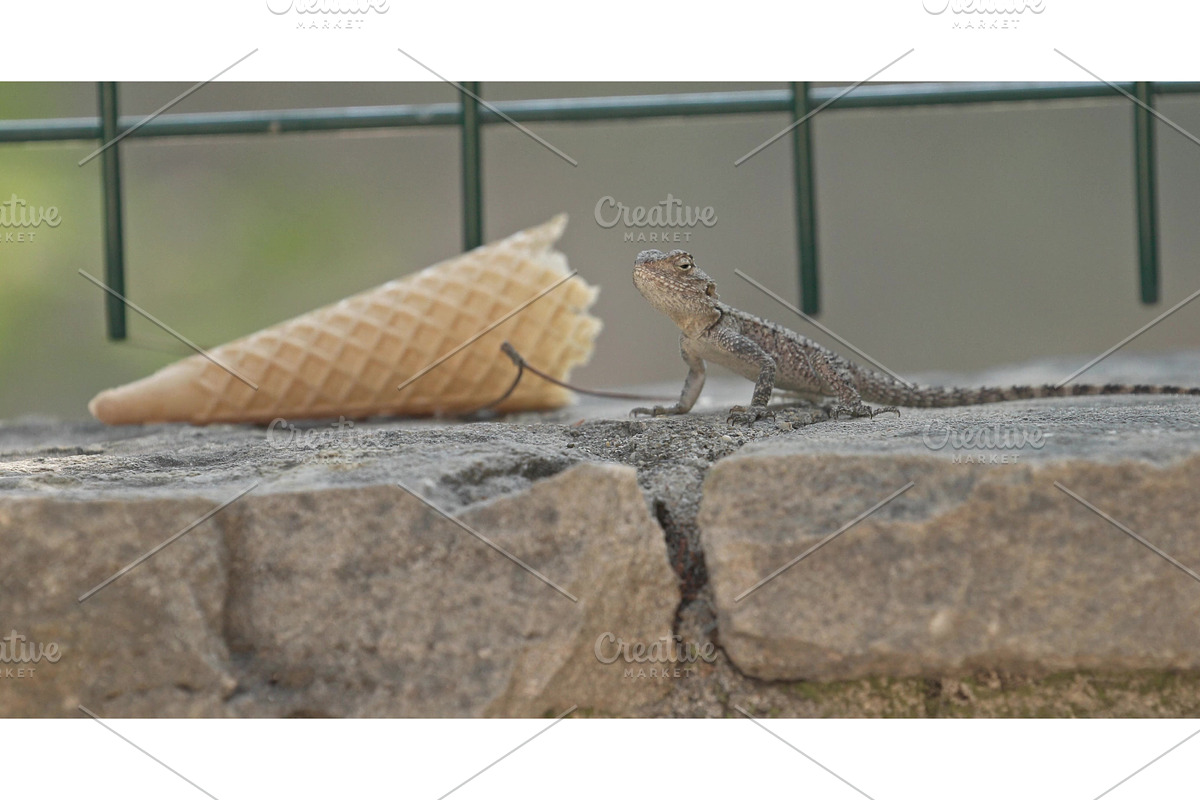 Oliviera Agama Lizard Basking Under, a Graphic by Our Amazing World (Photo 1 of 2)