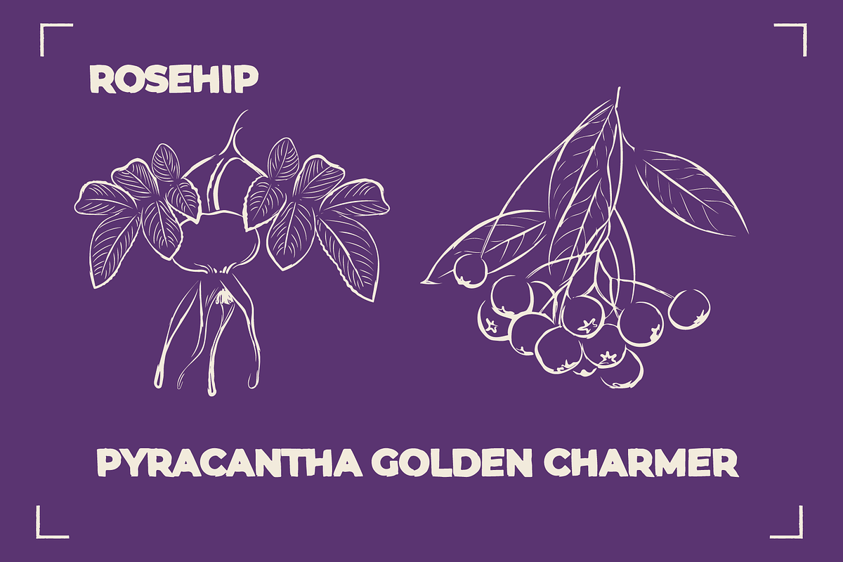 BERRY LINE ART SET (20 elements), a Food Illustration by Bonfloret Studio (Photo 7 of 9)