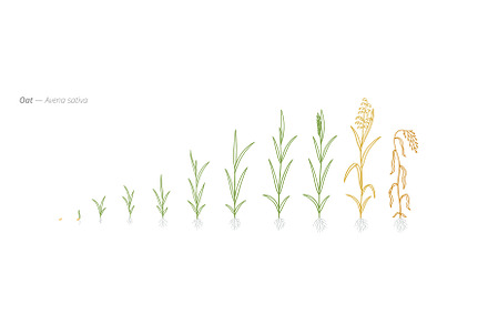 Oat Growth Stages Vector