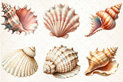 Ocean Sea Shell Sublimation Clipart, an Illustration by Libby Wishes (Thumbnail 7 of 7)