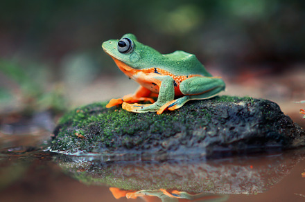 Wallace's flying frog, frogs,