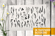 Wild field herbs. Botanical set., a Healthcare Illustration by Alena Kaz (Thumbnail 3 of 12)