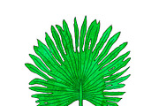 Watercolor palm leaves clipart, an Illustration by Watercolor_Vector Graphic (Thumbnail 10 of 15)