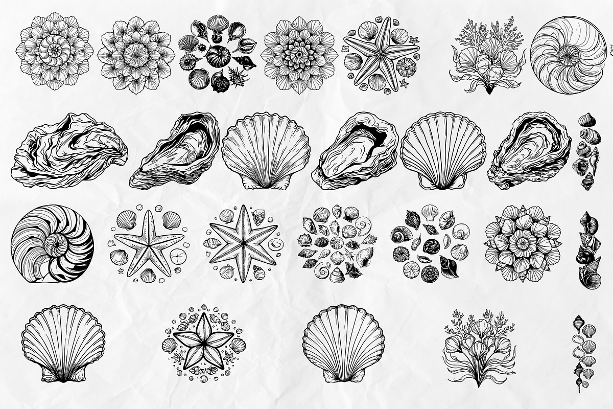 Seashell SVG Bundle, an Object Graphic by Dervik Art Store (Photo 4 of 5)