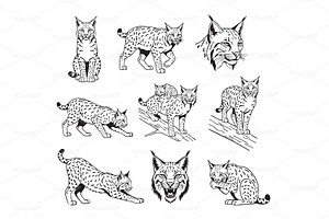 Vector set of Lynx in various, an Animal Illustration by yod67