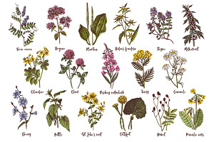 Hand Drawn Medicinal Herbs