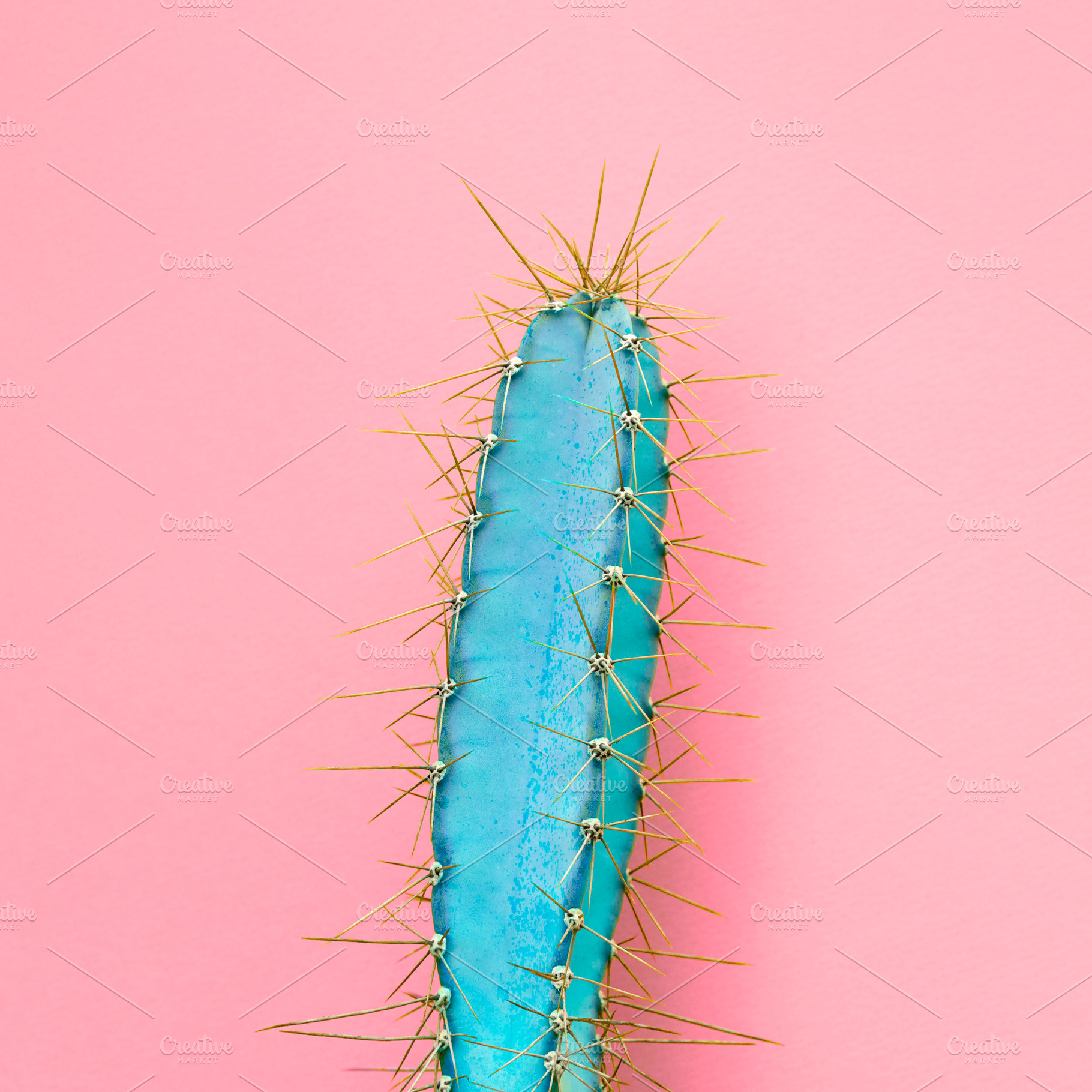 Blue cactus on pink minimal fashion stock photo containing cactus and blog, a Beauty & Fashion Photo by iBear