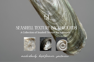 Seashell Texture Backgrounds