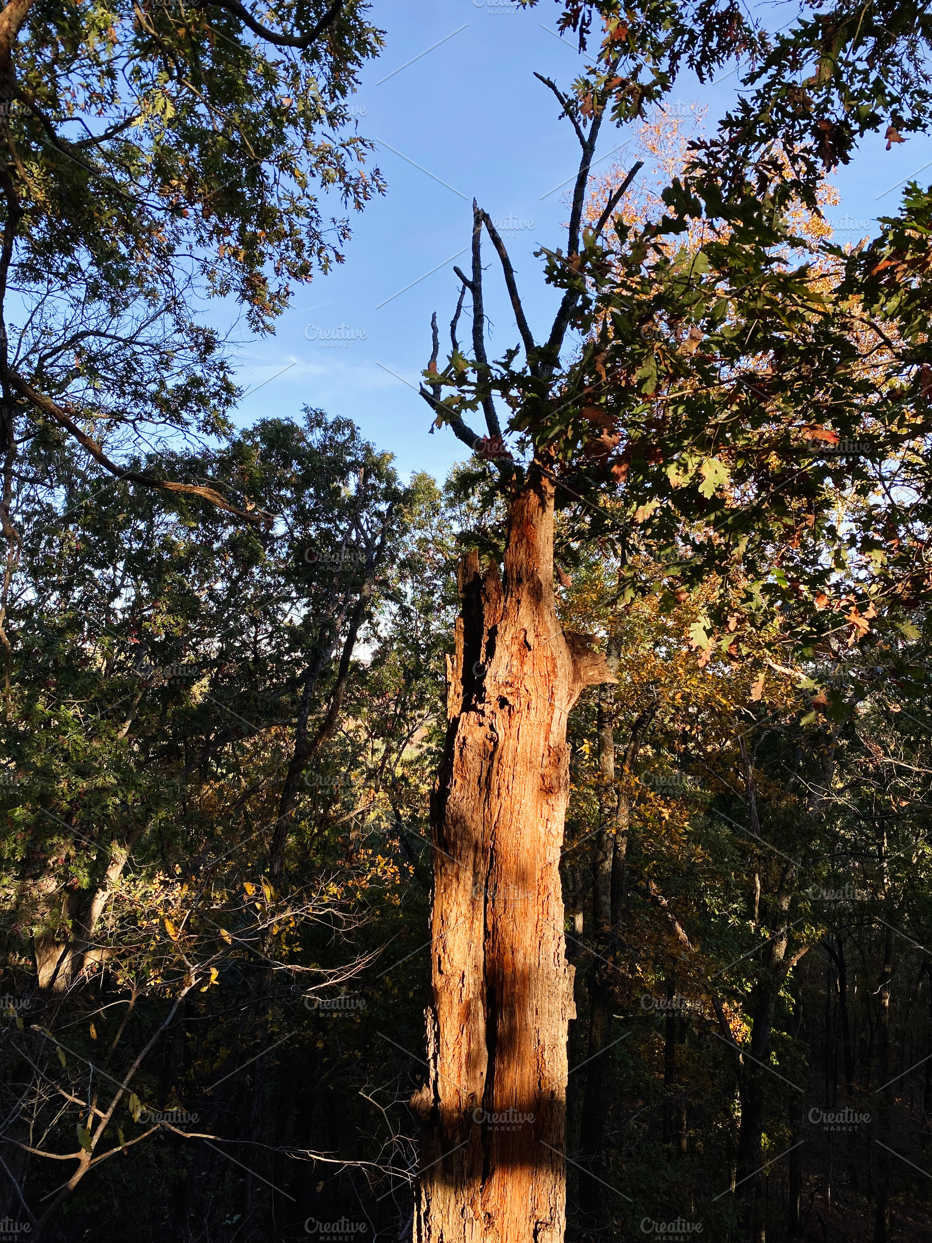 Tall ancient tree trunk stands amid a lush forest at Garden of the Gods in Colo, a Nature Photo by AS photostudio