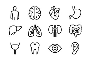 Human anatomy vector illustration, a Healthcare Illustration by ZinetroN