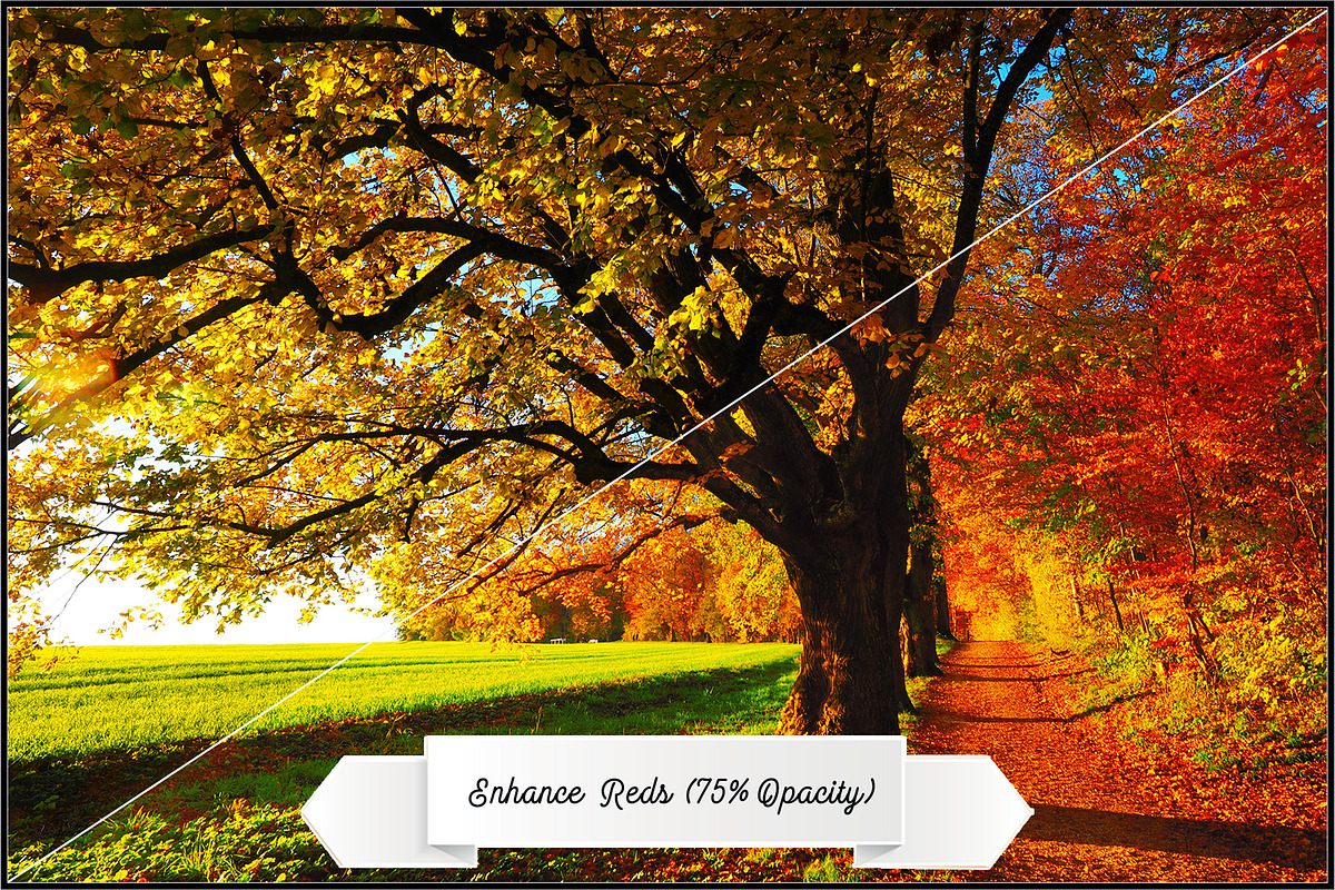 Wide Dynamic Range - Foliage preview 8
