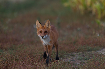 Cute young fox cub on the grass back stock photo containing fox and cub, an Animal Photo by oleghz