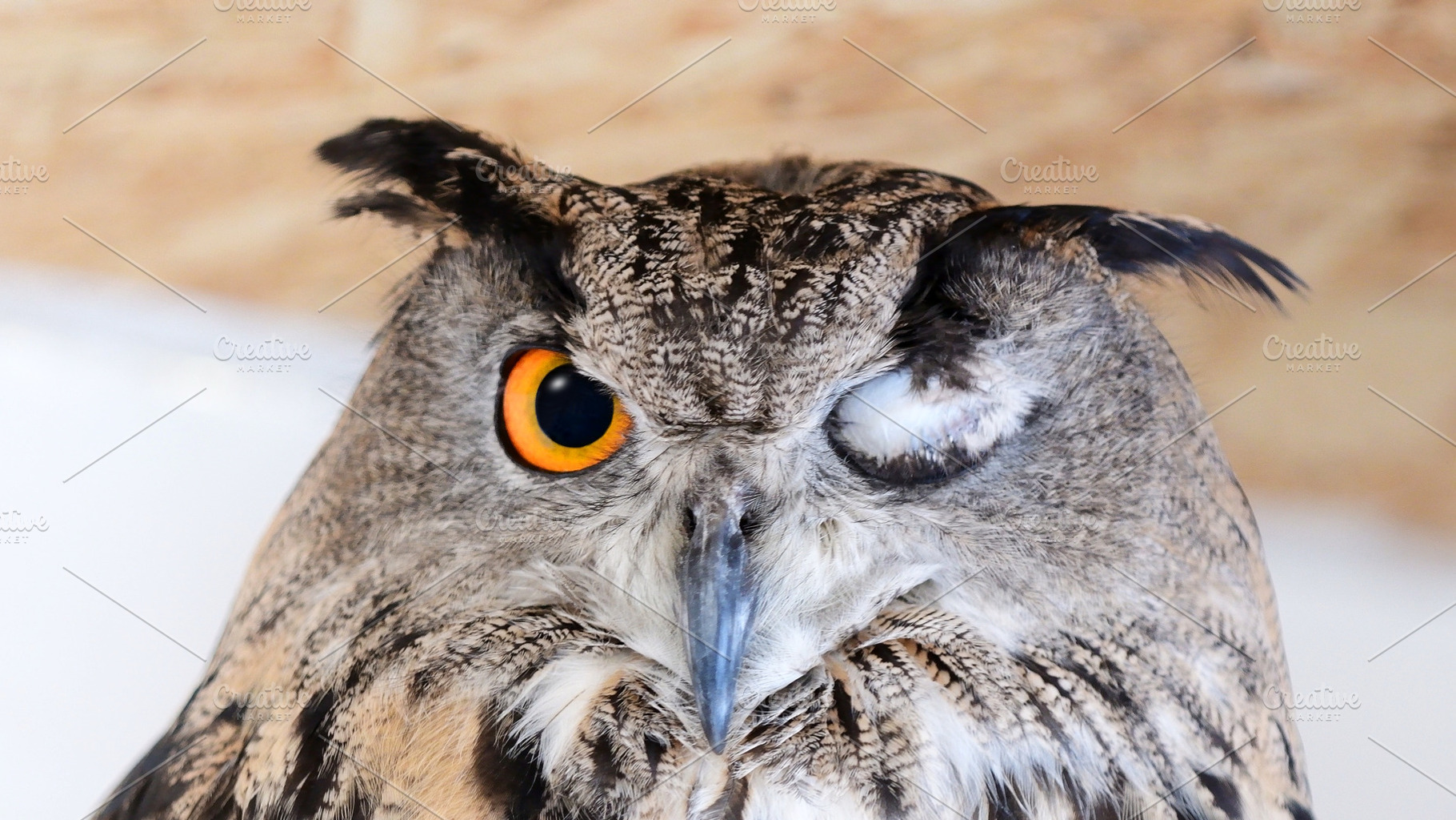 Eurasian eagle owl  bubo bubo containing bubo, owl, and eagle, an Animal Photo by MriyaWildlife