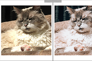 FURRY FRIENDS MOBILE PRESET, a Preset Add-On by Fltrr Lightroom Presets (Thumbnail 8 of 8)