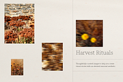 Harvest Rituals | Autumn Images, a Background Photo by bron.alexander (Thumbnail 1 of 12)