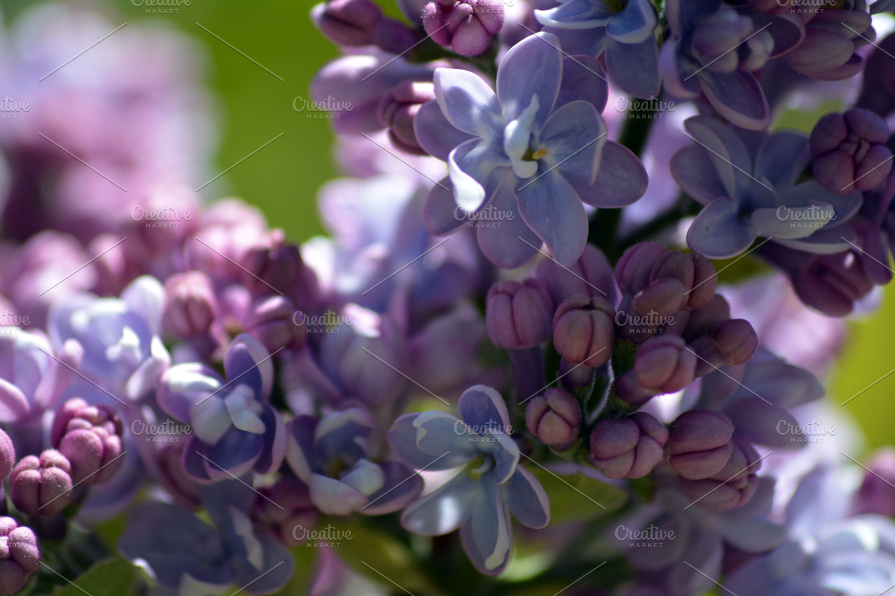 Purple Lilacs, a Nature Photo by 5ONE9 DESIGN