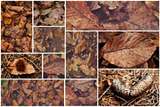 Mystic Autumn Photo Pack - 50 Images, a Templates & Theme by Dreamy Pixel (Thumbnail 2 of 5)